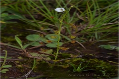 Drosera peltata
